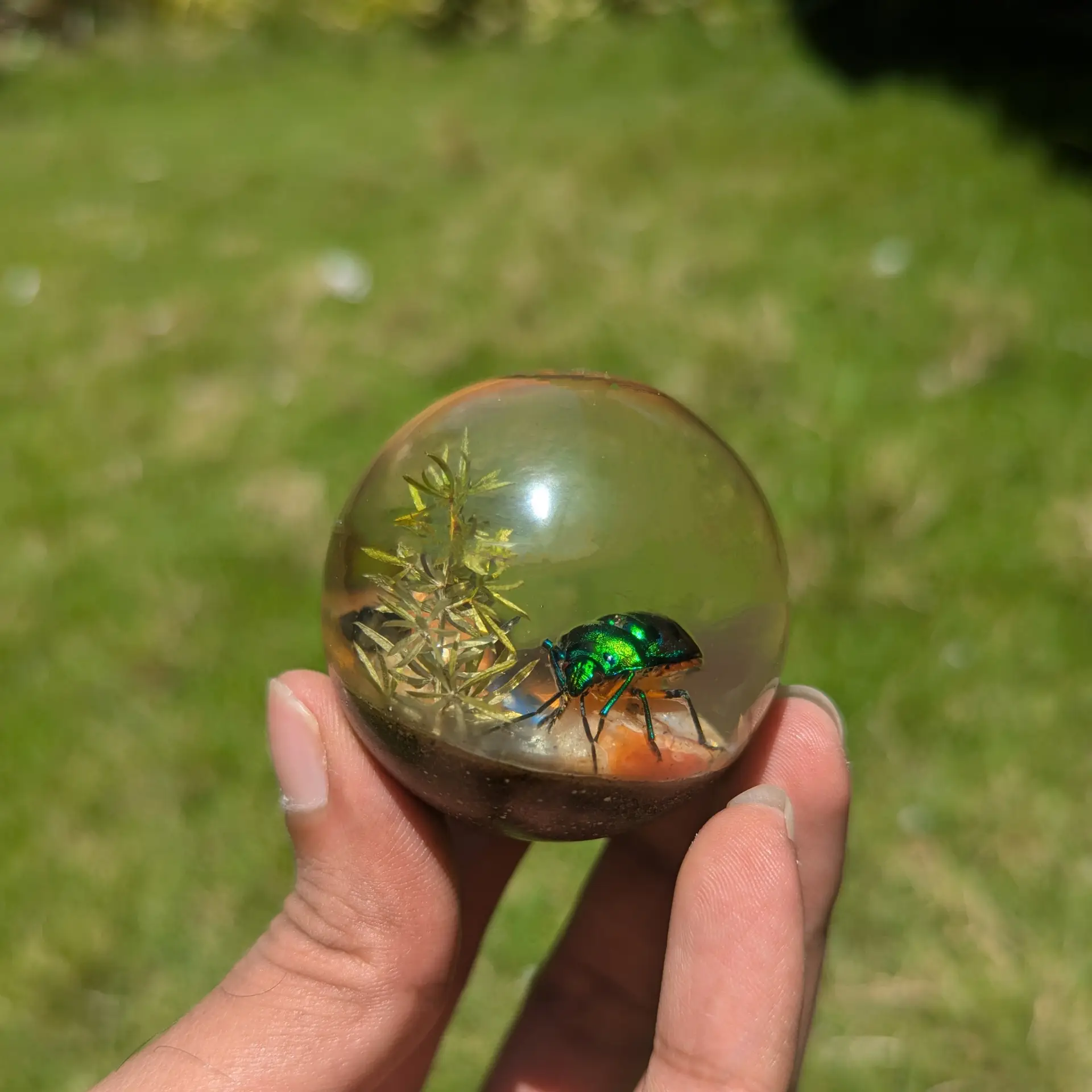 Beetle's Eternal Terrarium